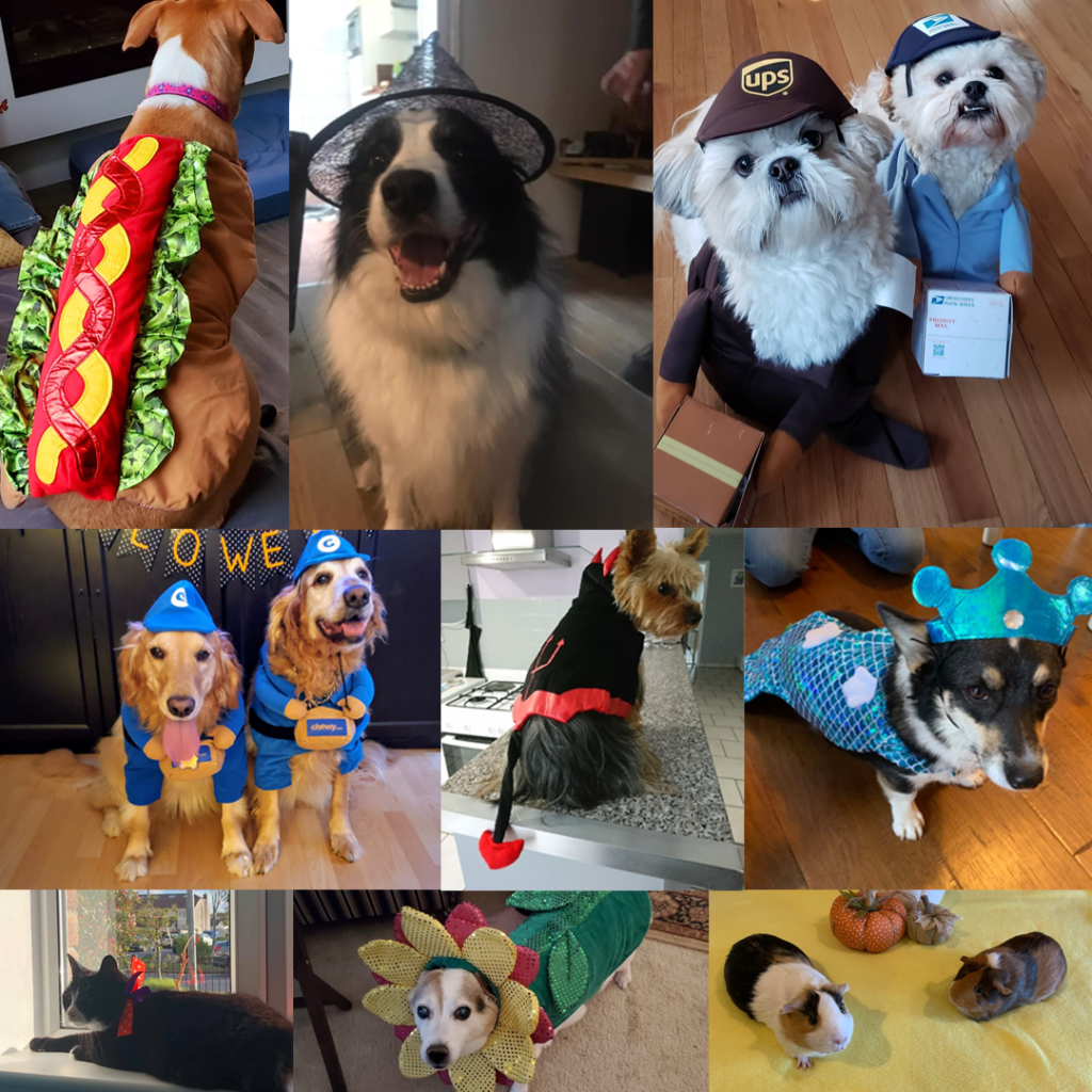 Pet Collage